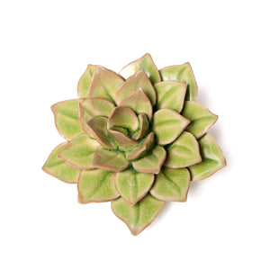 Ceramic Flower Medium Green Succulent