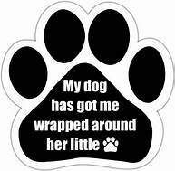 Quotable Car Magnet- My Dog Has Got Me Wrapped Around Her Little Finger