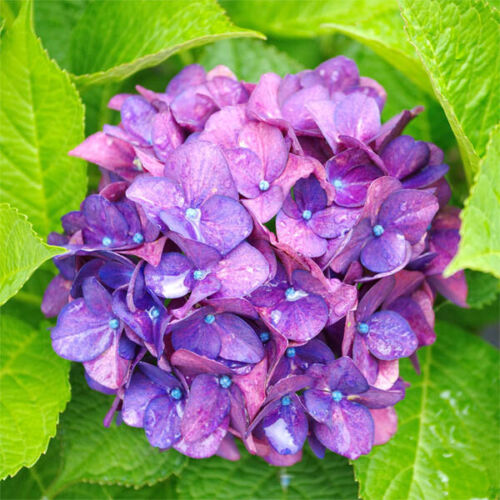 Medium Hydrangea – Kanvas Beauty